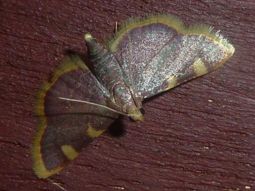Hypsopygia costalis
